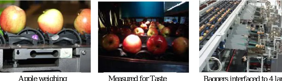 Figure 2.1: Apples Sorting Systems  