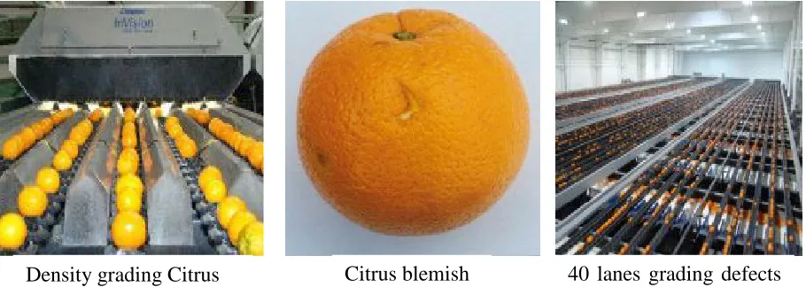 Figure 2.2: Citrus Sorting Systems 
