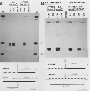 FIG. 3.at8cycloheximide(MOCK)hybridizedMarkersKb,single-stranded or an Si nuclease mapping of viral thymidine kinase (TK) and VP5 transcripts induced by ICP4
