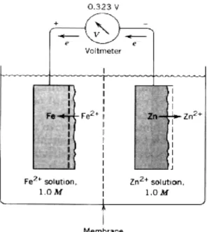 Figure 2.2. Reversible cell containing iron and zinc in equilibrium with their ions. 