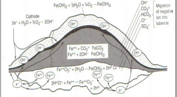 Figure 2.13. Schematic of tubercle structures formed on steel in oxygenated waters. 