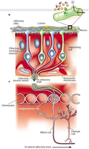 Figure 1.1. The progression of odour information by the OSN’s in the olfactory epithelium to the olfactory bulb (OB)