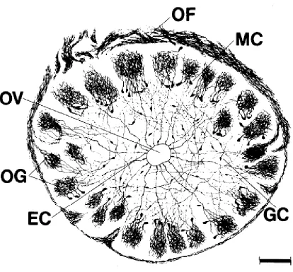 Figure 1.2. The lamprey olfactory bulb circuity. The exterior layer that contains the OSN’s is called the layer of the olfactory fibers (OF)