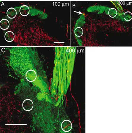 Figure 1.7. The distribution of 5-HT fibers (red) in the olfactory bulb (OB) of the sea lamprey