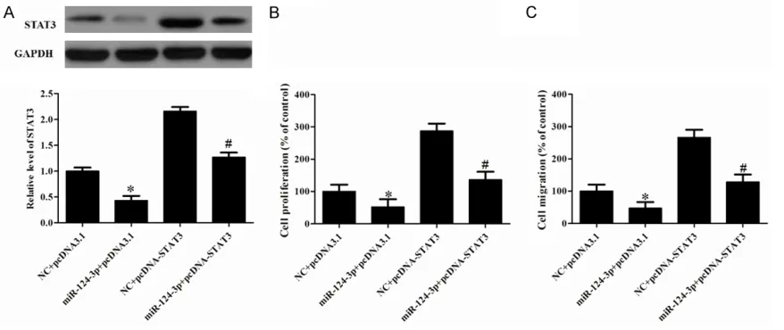 Figure 3. Identification of STAT3 as a target of miR-124-3p in human VSMCs. A. Schematic of the miR-124-3p putative binding site in human STAT3 3’-UTR and alignment of wild-type (WT) miR-124-3p and mutated (Mut) STAT3 3’-UTR binding site of miR-124-3p