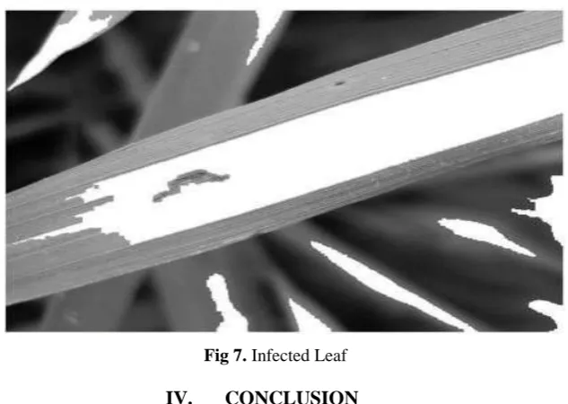 Fig 6. Gray scale image 