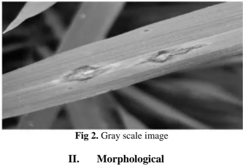 Fig 2.  Gray scale image  