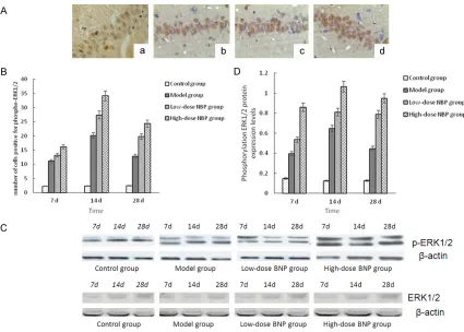 Figure 1. Comparison of morphological changes of neurons across the groups (× 400). A: Control group; B: Model group at 14 d; C: Low-dose NBP group; D: High-dose NBP group