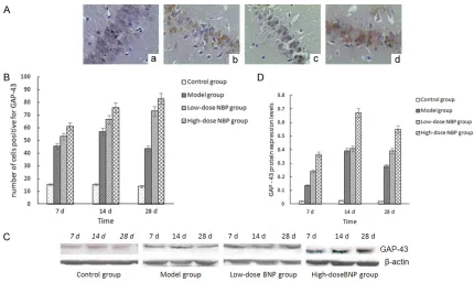 Figure 3. A: Immunohistochemical staining for GAP-43 in each group (× 400). a: Control group; b: Model group at 14 d; c: Low-dose NBP group; d: High-dose NBP group