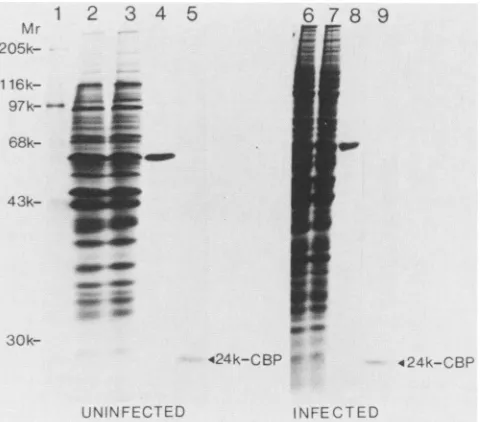 FIG.3.fected40ofblueresolvedphywas50Noteofcolumn;proteincellsthrough,ul) material GDP p.l ,ul Purification of 24K-CBP from the S100 fraction of unin- and poliovirus-infected cells