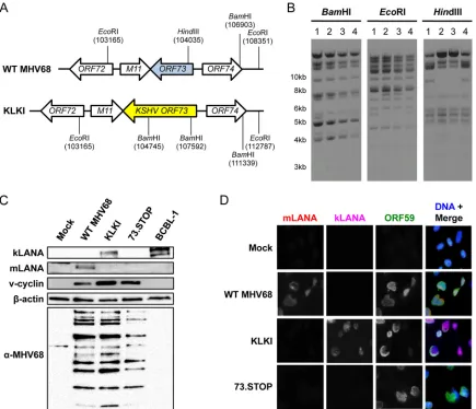 FIG 1 Derivation of an MHV68 recombinant that encodes KSHV LANA. (A) Schematic representation of the ORF73 locus and surroundinggenes for WT MHV68 and KSHV LANA knock-in (KLKI) MHV68