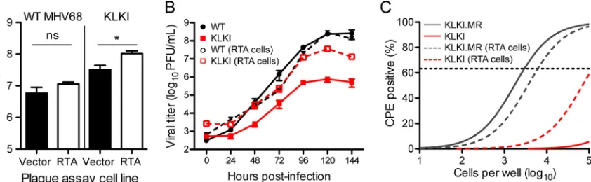 FIG 4 kLANA, but not mLANA, represses the MHV68quantiﬁed by qRT-PCR relative toor KLKI MHV68 (white bars) at an MOI of 0.5 PFU/cell