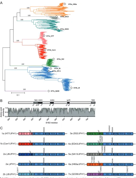 FIG 1 HCV genetic and amino acid diversity. (A) E1E2 phylogenetic tree depicting the evolutionary relationships of the seven HCV genotypes, withgenotypes color coded (subtypes 1a/1b, pink/red; genotype 2