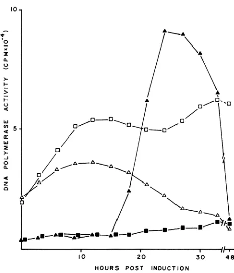 FIG.1.absenceextracts.butyrate-treatedrate-treatedcellsin the Induction of salt-stimulated DNA polymerase in n-buty- and untreated P3HR-1 cells