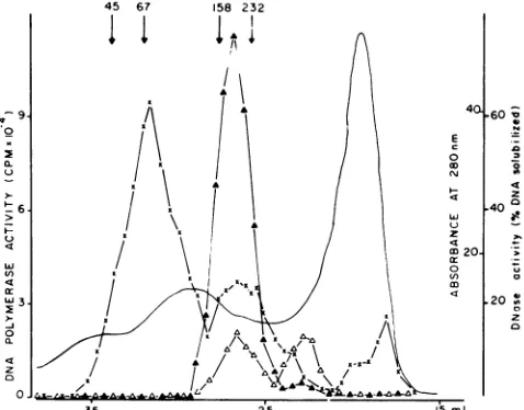 FIG. Phosphocelluloseose-purified 3. chromatography of the DNA-cellul( DNA polymerase