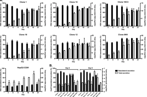 FIG 1 Polarization of different HepG2-CD81 clones grown on transwell inserts was induced with 1% DMSO