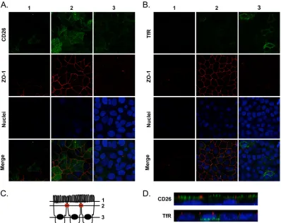 FIG 2 (A and B) Clone 1SC3 cells were polarized and transduced or not with lentiviral vector to express HA-TfR