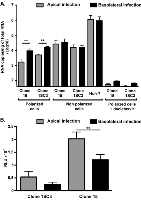 FIG 4 (A) HCV infection of polarized cells. Polarized cells (clones 15 and 1SC3) and nonpolarized cellscells (clones 15 and 1SC3) were infected at the apical or basolateral domain with a recombinantHCoV-229E expressingwere quantiﬁed