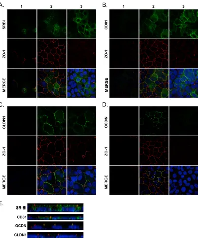 FIG 6 (A to D) Polarized clone 15 cells were transduced with lentiviral expression vector for SR-BI (A), CD81-GFP (B), CLDN1-Cer(C), or OCLN-GFP (D)