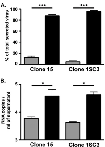 FIG 7 (A) Polarized clone 15 and 1SC3 cells were infected at the basolateral membrane; 48 h later, apical(gray bars) and basolateral (black bars) supernatants were collected and infectious titers were deter-mined