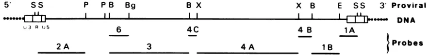 FIG.1.PstIofpolymerasepreparativespecific the Localization of the cloned BLV fragment probes versus the map of BLV provirus (3) obtained with restriction enzymes Sacl (S), (P), BamHI (B), BglII (Bg), XbaI (X), and EcoRI (E)