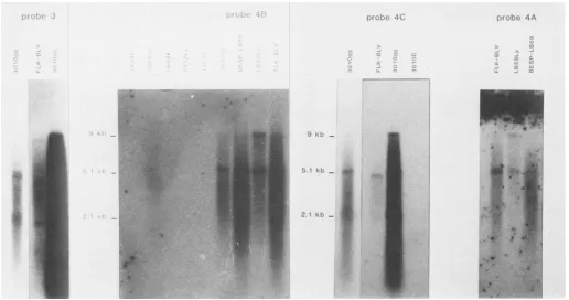 FIG. 3. Northern blot of the polyadenylated RNAs hybridized with probes 3, 4A, 413, or 4C