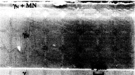 Figure  3.  Cross-sectional  SEM  micrograph  of  diffusion  layers  for  an  AISI  316 L steel  sample  nitrided  in  Ar-60%NI  during  6 h  at  680 K  and  a  0.8 Pa  and  120A  on  each  anode  at  a  polarisation  of  -20V