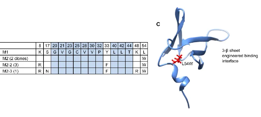 Figure 3.1: M1 and M2 differ by an L54W mutation.  