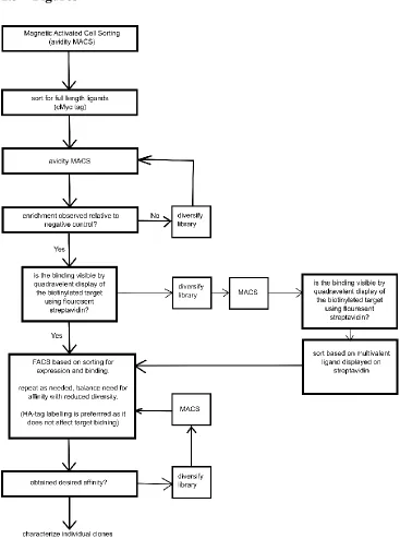Figure 1.1: Flowchart of protein engineering by yeast surface display. 