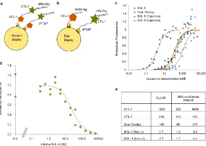Figure 2.3: High affinity of bivalent binder BVL-1 is due to synergistic binding of low affinity 