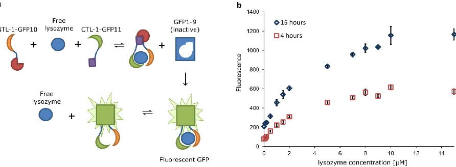 Figure 2.7: Binding of NTL-1 and CTL-1 to non-overlapping epitopes on the target can be 