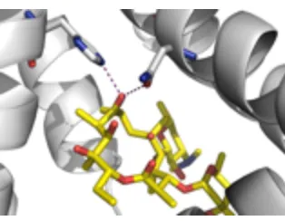 Figure 2.5. Crystal structure of the MphR(A) binding pocket with erythromycin (in yellow)