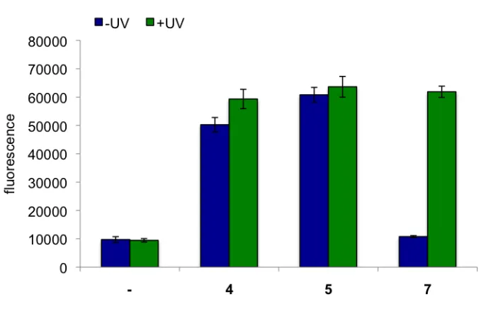 Figure 2.8.  Decaging of photocaged erythromycin. In the absence of UV irradiation, 7 does not activate GFP expression