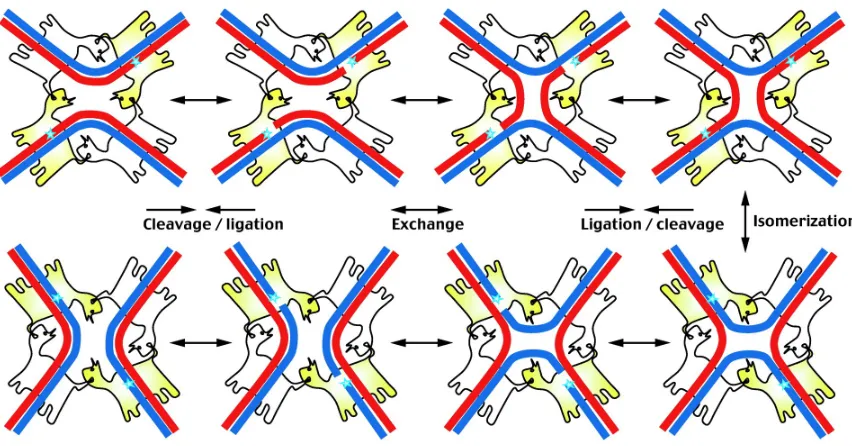 Figure 2.16. Site-specific recombination between double stranded DNA. Blue stars represent the catalytic center of the active recombinases (shown in yellow)