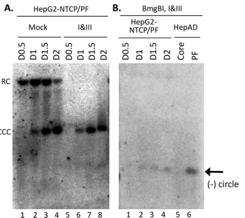 FIG 6 Detection of CCC DNA, PF-RC DNA, and PF-RC DNA with closed minus strand in HBV-infectedHepG2-NTCP cells