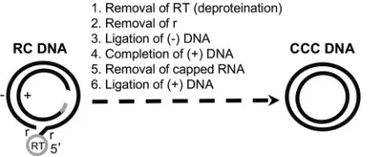 FIG 1 Biochemical reactions thought to be required for RC DNA conversion to CCC DNA. The structuresof the HBV RC DNA found in mature intracellular nucleocapsids and extracellular complete virions andof the CCC DNA found in the host cell nucleus are shown s