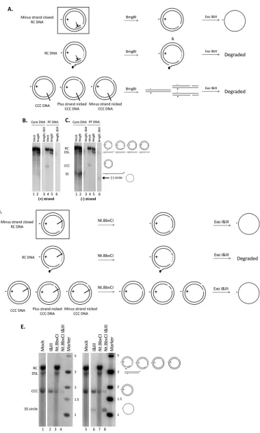 FIG 4 Conﬁrmation of the closed circular minus strand in the processed RC DNA by BmgBI or Nt.BbvCI and Exo I&IIIdigestion