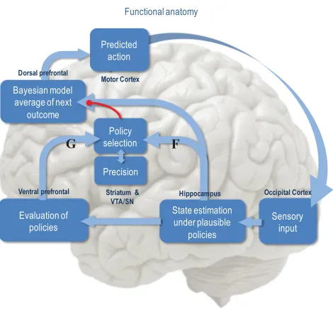 Figure 2: Summary of belief updates in terms of functional anatomy. Sensoryevidence is accumulated to optimize expectations about the current state of theworld, which are constrained by expectations of past and future states