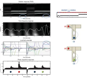 Figure 9: Violation responses and simulated P300 waveforms. This ﬁgure usesthe same format as the previous ﬁgure but focuses on consecutive trials in-dicated by the arrows above the insert