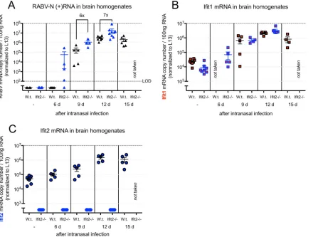 FIG 3 Impact of Iﬁt2 deﬁciency on RABV RNA and on Iﬁt2 induction kinetics. (A) Plus-sense RABV N mRNA copy number in the RNA extractsof brain homogenates of wild-type and Iﬁt2�/� mice sacriﬁced randomly at speciﬁc time points after RABV infection