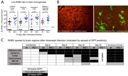 FIG 4 Iﬁt2 restricts RABV spread in the brain. (A) Brain region-speciﬁc live RABV load at day 12 postinfection from wild-type and Iﬁt2�/�mice