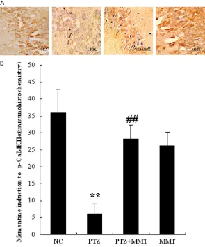 Figure 8. The expression of phospho-CaMKIIα in immunohistochemistry. A and B. Bar graph showed memantine induction of p-CaMKIIα expression,*P<0.05, **P<0.01 vs