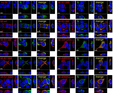 FIG 5 Mutating CDV M residue N138 does not alter N binding and subsequent relocation to the cell periphery