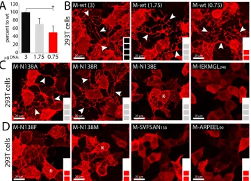 FIG 6 Differential triggering of membrane deformation by various M proteins. (A) Amounts of transfected M-wt(B to D) Immunoﬂuorescence analyses performed as described in the legend to Fig