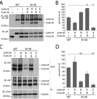 FIG 8 Dimerization and VLP formation efﬁciencies of heterodimeric M populations. (A and C) The self-correction and byassembly propensity and VLP formation efﬁciency of M-N138E- and M-N138R-coexpressing HEK-293T cellswere determined as indicated in the lege