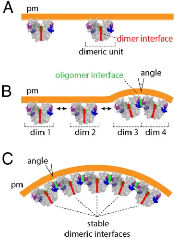 FIG 9 Model of M-mediated triggering of membrane budding. (A) Accumulation of M dimeric units at theinner leaﬂet of the plasma membrane (pm) upon intracellular trafﬁcking