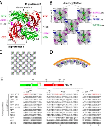 FIG 1 Structural model of CDV M and derived putative oligomeric structures. (A) NDV M-based (PDB codeSSPE),NP_047204 4G1G) structuralhomology model of a CDV M dimer