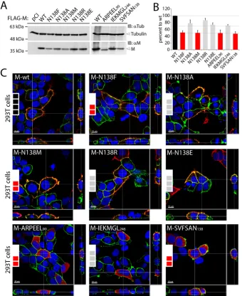 FIG 2 Cellular expression, accumulation, and localization of diverse CDV M mutants. (A) Assessment ofexpression levels of the various CDV M proteins by immunoblotting (IB) upon expression in HEK-293T cells.M antigenic materials were detected using a polycl
