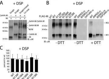 FIG 3 Cross-linking analyses reveal proper preservation of M dimeric populations. (A) FLAG-tagged and untaggedM proteins (wt) were expressed alone (or in combination, as indicated in the text) in HEK-293T cells