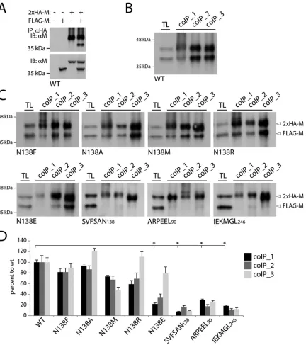 FIG 4 Coimmunopuriﬁcation experiments reveal critical differences in self-assembly efﬁciencies of diverse M mutants